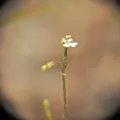 Scott W. Gavins · CC BY 4.0 · GBIF