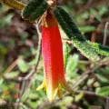 grampianshiker · CC BY 4.0 · GBIF