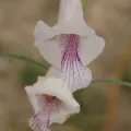 dune_ninja · CC0 1.0 · GBIF