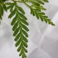 許慶棠Ray · CC BY 4.0 · GBIF