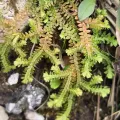 Naturgucker Tom · CC0 1.0 · GBIF