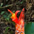 Christine Braaten · CC0 1.0 · GBIF