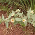 agujaceratops · CC BY 4.0 · GBIF