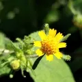Sinaloa Silvestre · CC0 1.0 · GBIF