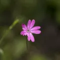 Eleftherios Katsillis · CC BY 4.0 · GBIF