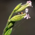 Eleftherios Katsillis · CC BY 4.0 · GBIF