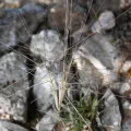 Anders Hastings · CC BY 4.0 · GBIF