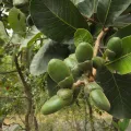 Siddarth Machado · CC BY 4.0 · GBIF
