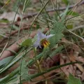 Felipe Horton · CC BY 4.0 · GBIF