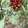 Martin Hannan-Jones · CC BY 4.0 · GBIF