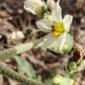 Sinaloa Silvestre · CC0 1.0 · GBIF
