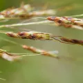Cheng-Tao Lin · CC BY 4.0 · GBIF
