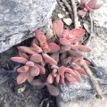 Karen Eichholz · CC BY 4.0 · GBIF