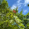 Yoshihiro Tokue · CC BY 4.0 · GBIF