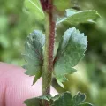 Theodor Korsgaard · CC BY 4.0 · GBIF