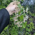 Marc-Aurèle Vallée · CC0 1.0 · GBIF