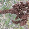Brodie Cass Talbott · CC BY 4.0 · GBIF