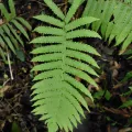 chiuluan · CC BY 4.0 · GBIF
