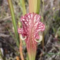 Laura Gaudette · CC BY 4.0 · GBIF