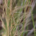 dune_ninja · CC0 1.0 · GBIF