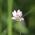 Константин Селивёрстов · CC BY 4.0 · GBIF