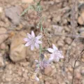 Emily Turteltaub Nelson · CC BY 4.0 · GBIF