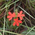Justin Ponder · CC BY 4.0 · GBIF