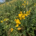 Paulmathi Vinod · CC BY 4.0 · GBIF