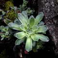 Gabriele Vaudano · CC BY 4.0 · GBIF