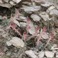 Todd Boland · CC BY 4.0 · GBIF