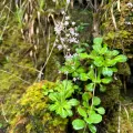 Kieran Hanrahan · CC BY 4.0 · GBIF
