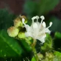 Jhonatan Matheus · CC BY 4.0 · GBIF