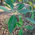 Melissa Meadows · CC BY 4.0 · GBIF