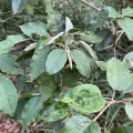 Elliot Greiner · CC BY 4.0 · GBIF