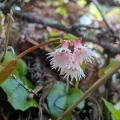 plant 0302 · CC BY 4.0 · GBIF