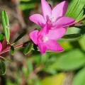 kbbushcare · CC0 1.0 · GBIF