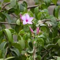 Sinaloa Silvestre · CC0 1.0 · GBIF
