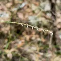 grampianshiker · CC BY 4.0 · GBIF