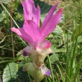 Oleg Kosterin · CC BY 4.0 · GBIF
