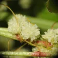 Yves Bas · CC BY 4.0 · GBIF