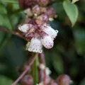 Sagnik Dutta Roy · CC BY 4.0 · GBIF