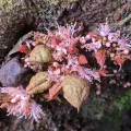 Kristof Zyskowski · CC BY 4.0 · GBIF