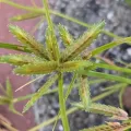 Nonbinary-Naturalist · CC0 1.0 · GBIF