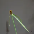 Erwin Sieben · CC0 1.0 · GBIF