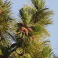 Sinaloa Silvestre · CC0 1.0 · GBIF
