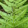 Tom Beard · CC BY 4.0 · GBIF