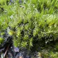 Katrin Simon · CC BY 4.0 · GBIF