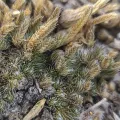 John Gaskin · CC0 1.0 · GBIF