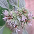 Bob Schwartz · CC BY 4.0 · GBIF