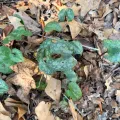Melissa Meadows · CC BY 4.0 · GBIF